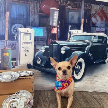 A Ruff Joint - This is my 7-year-old Chihuahua that I rescued at 3 months old. She has brought us so much happiness. - Pet Groomers Near Me - Knoxville, Tennessee