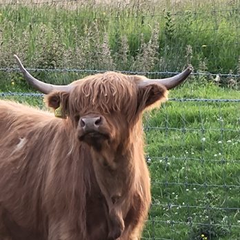 Boscov's Travel - Hairy Coo. - Travel Services Near Me - Pottstown, Pennsylvania