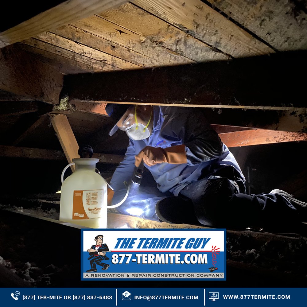 Slide of The Termite Guy