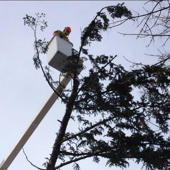Ballard Tree Service - Tree Services Near Me - Seattle, Washington Ballard Tree Service - Tree Services Near Me - Seattle, Washington