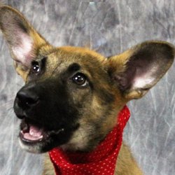 Kentucky Humane Society Adoptions At Springhurst Feeders Supply