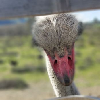 Ostrichland USA - Attraction Farms Near Me - Solvang, California Ostrichland USA - Attraction Farms Near Me - Solvang, California