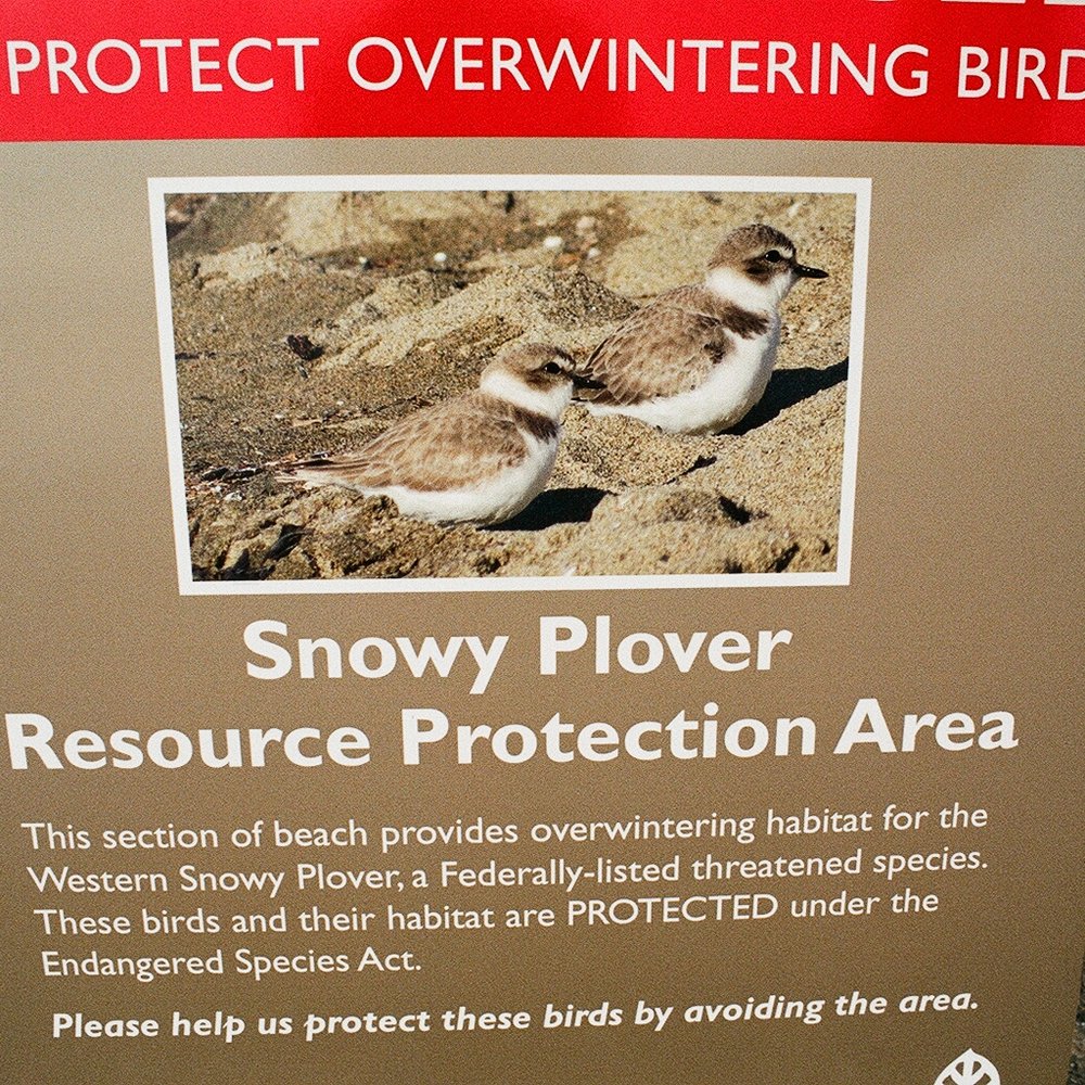 Alameda Beach - ALAMEDA BEACH. The snowy plover sanctuary is active from September until May, and in these months, there are signs and a rope barrier. - Beaches Near Me - Alameda, California Alameda Beach - ALAMEDA BEACH. The snowy plover sanctuary is active from September until May, and in these months, there are signs and a rope barrier. - Beaches Near Me - Alameda, California