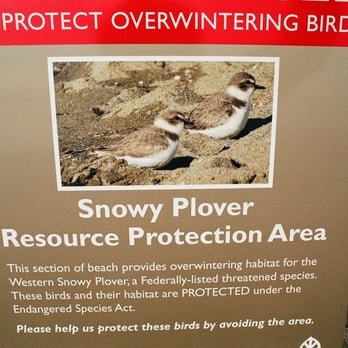 Alameda Beach - ALAMEDA BEACH.  The snowy plover sanctuary is active from September until May, and in these months, there are signs and a rope barrier. - Beaches Near Me - Alameda, California