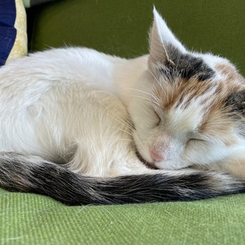 Bajah S Cat Cafe Cafes 137 Main Rd Tiverton Ri Restaurant Reviews Phone Number Yelp