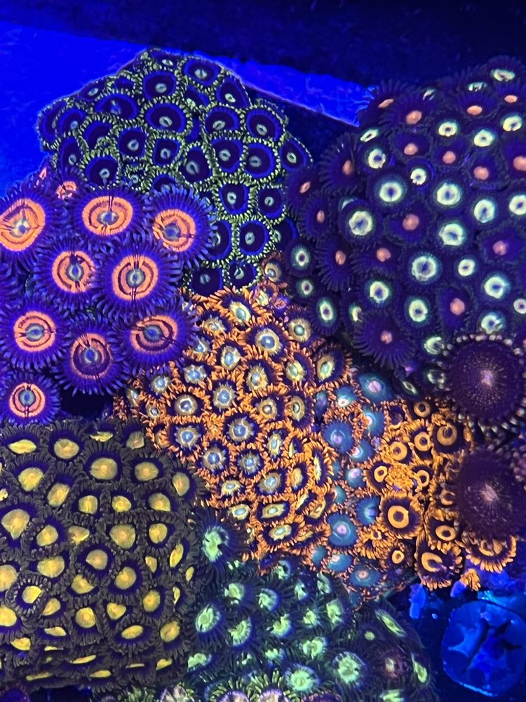 OCEANIC CORALS Request Information Bonney Lake, Washington