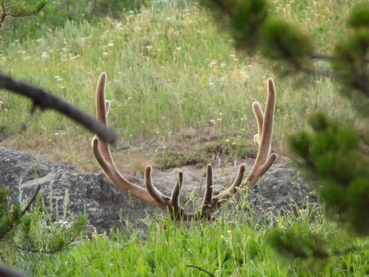 Hayden Valley by null