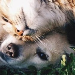 best affordable vet near me