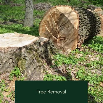 Branch Out Augusta - Tree Services Near Me Branch Out Augusta - Tree Services Near Me