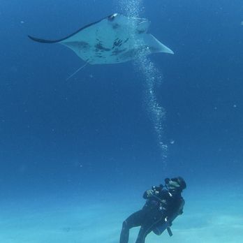 Aquatic Life Divers - Diving - Scuba Diving Near Me - Kailua-kona, Hawaii Aquatic Life Divers - Diving - Scuba Diving Near Me - Kailua-kona, Hawaii