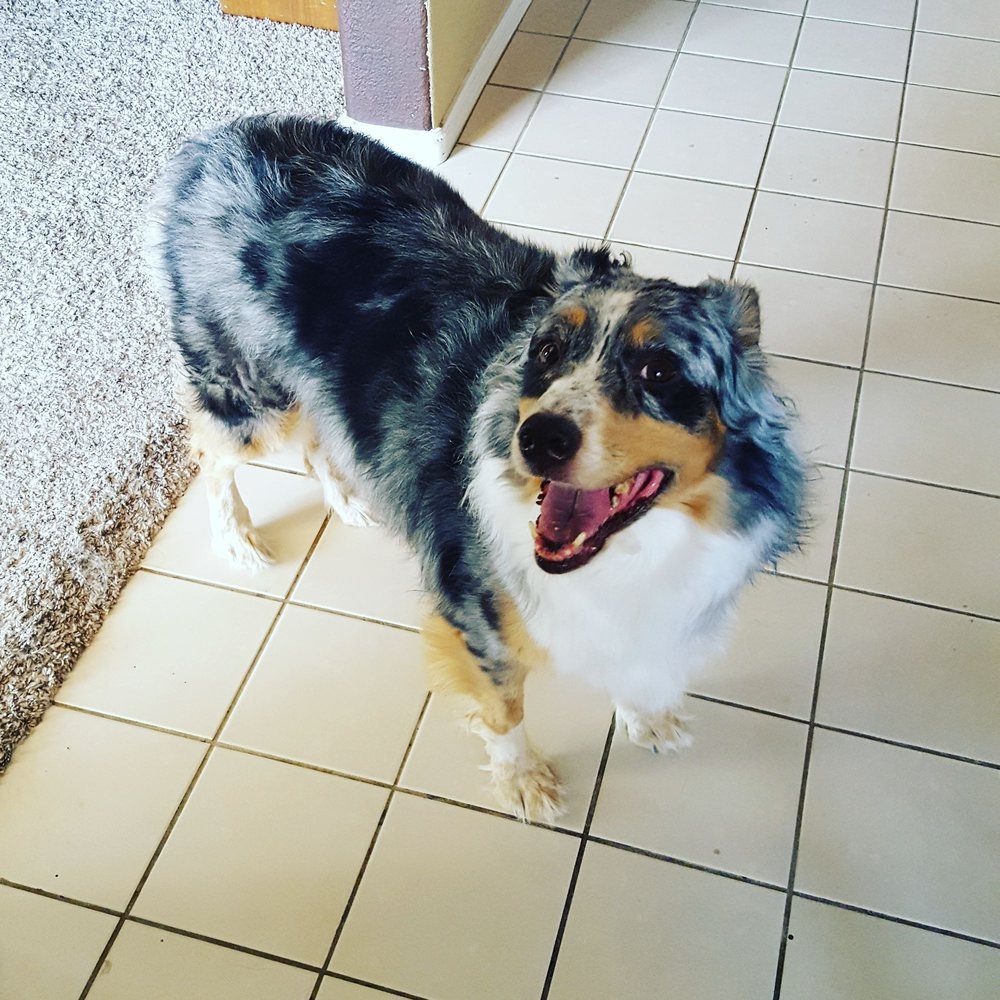 PAWGO SEATTLE 20 Photos Redmond, Washington Pet Groomers Phone