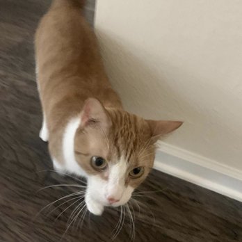 Pawsitive Pet Care - Pet Sitting Near Me Pawsitive Pet Care - Pet Sitting Near Me