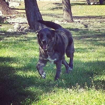 Pet Medical Center Of San Antonio