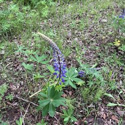 Deas Island Regional Park