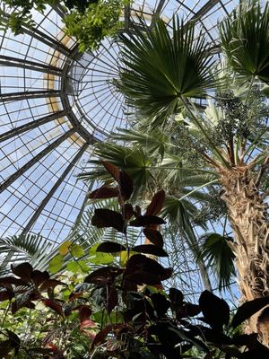 Anna Scripps Whitcomb Conservatory by null