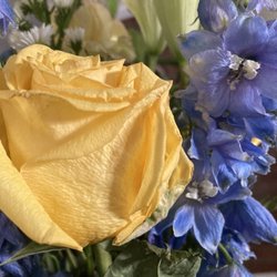 The Flower House - Dying rose