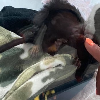 Incredible Pets - Monkey - Reptile Shops Near Me - Melbourne, Florida Incredible Pets - Monkey - Reptile Shops Near Me - Melbourne, Florida