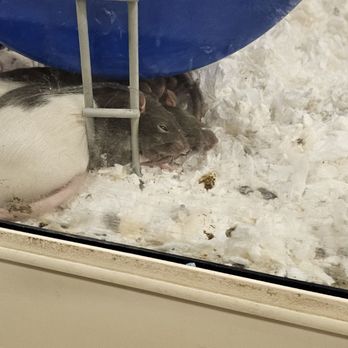 PetSmart - Pet Training Near Me - Greensboro, North Carolina PetSmart - Pet Training Near Me - Greensboro, North Carolina