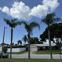 Primero Tree Service