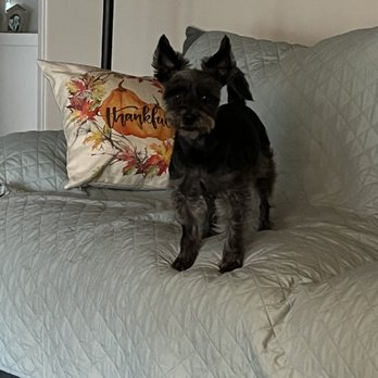TrueCare for pets - Bizzy happy to have cone off. - Veterinarians Near Me - Studio City, California