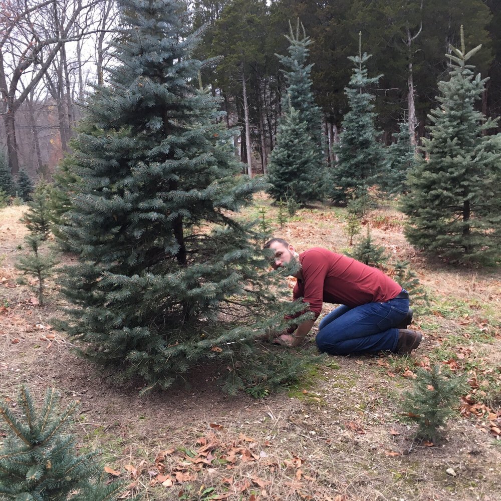 Schrempp's Christmas Tree Farm - Christmas Trees Near Me - Clinton, Connecticut Schrempp's Christmas Tree Farm - Christmas Trees Near Me - Clinton, Connecticut