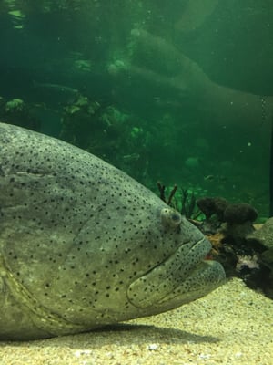 Aquarium of Veracruz by null