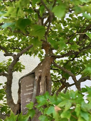 National Bonsai & Penjing Museum by null