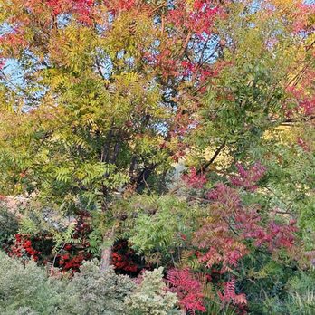 Wildcatters Park - Fall colors finally :) - Parks Near Me - Brea, California Wildcatters Park - Fall colors finally :) - Parks Near Me - Brea, California