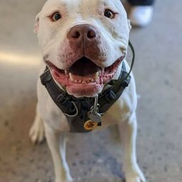 After many years with the same veterinarian office we decided to switch after we rescued Scorpio. After many years with the same veterinarian office we decided to switch after we rescued Scorpio.