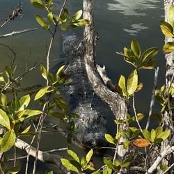 Big Cypress Bend Boardwalk