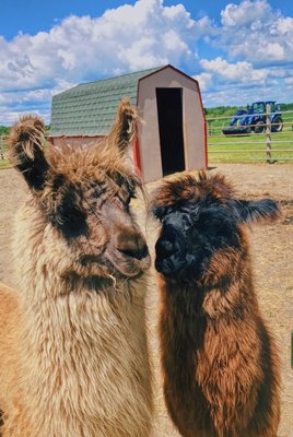 Carlson's Llovable Llamas by null