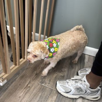 Groomingbells - Pet Groomers Near Me - Oceanside, New York Groomingbells - Pet Groomers Near Me - Oceanside, New York