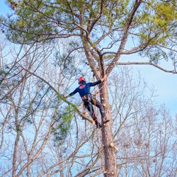Dave's Tree Service