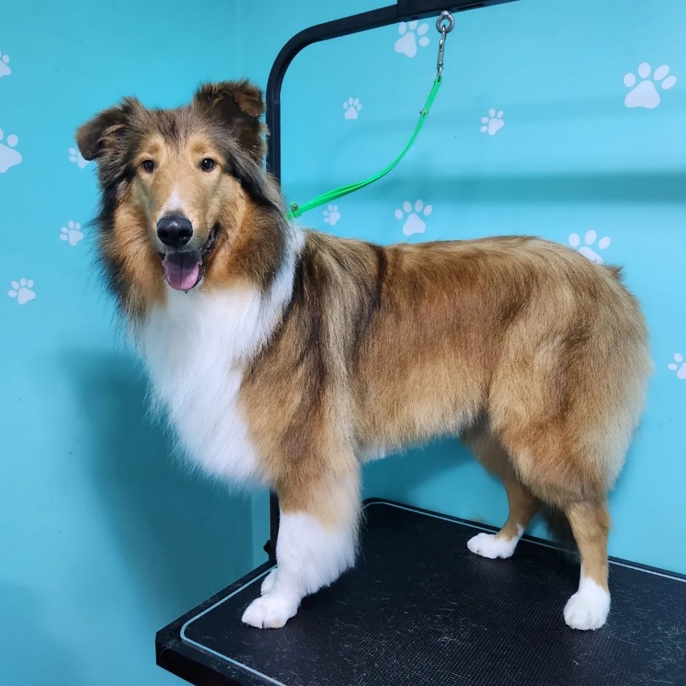 NIKKITA’S DOG GROOMING Updated August 2024 21 Photos 40