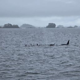 Orca family Orca family