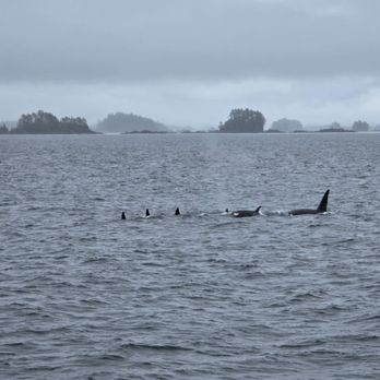 Allen Marine Tours - Orca family - Boating Near Me - Sitka, Alaska Allen Marine Tours - Orca family - Boating Near Me - Sitka, Alaska