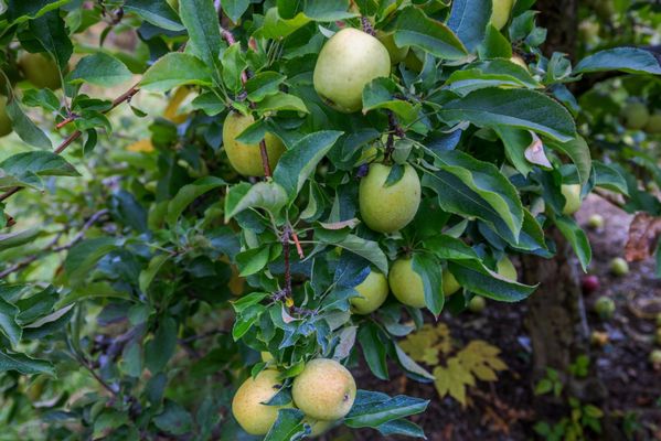 Windy Brow Farms by null