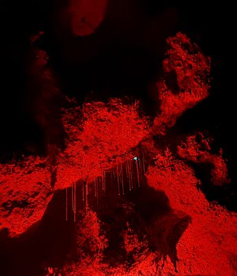 Redwoods Treewalk by null