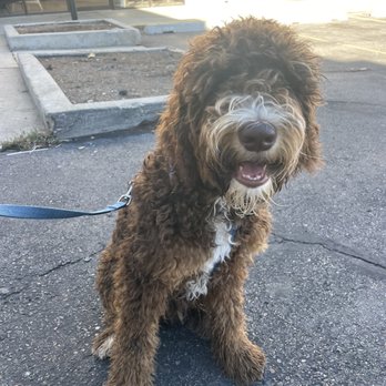Tlc Grooming - Before and after photos - Pet Groomers Near Me Tlc Grooming - Before and after photos - Pet Groomers Near Me