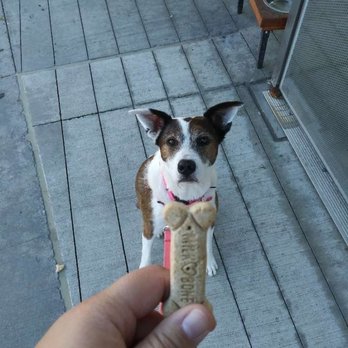 Play Pals - Petula being a good girl. - Dog Walkers Near Me Play Pals - Petula being a good girl. - Dog Walkers Near Me