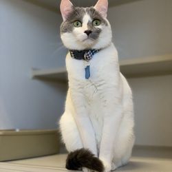 Deogi Pointe - Cat room