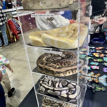 Reptile Super Show - Festivals Near Me - Pomona, California Reptile Super Show - Festivals Near Me - Pomona, California
