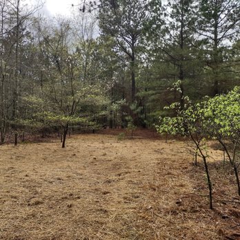 Pine Needle Underbrushing - Excavation Services Near Me
