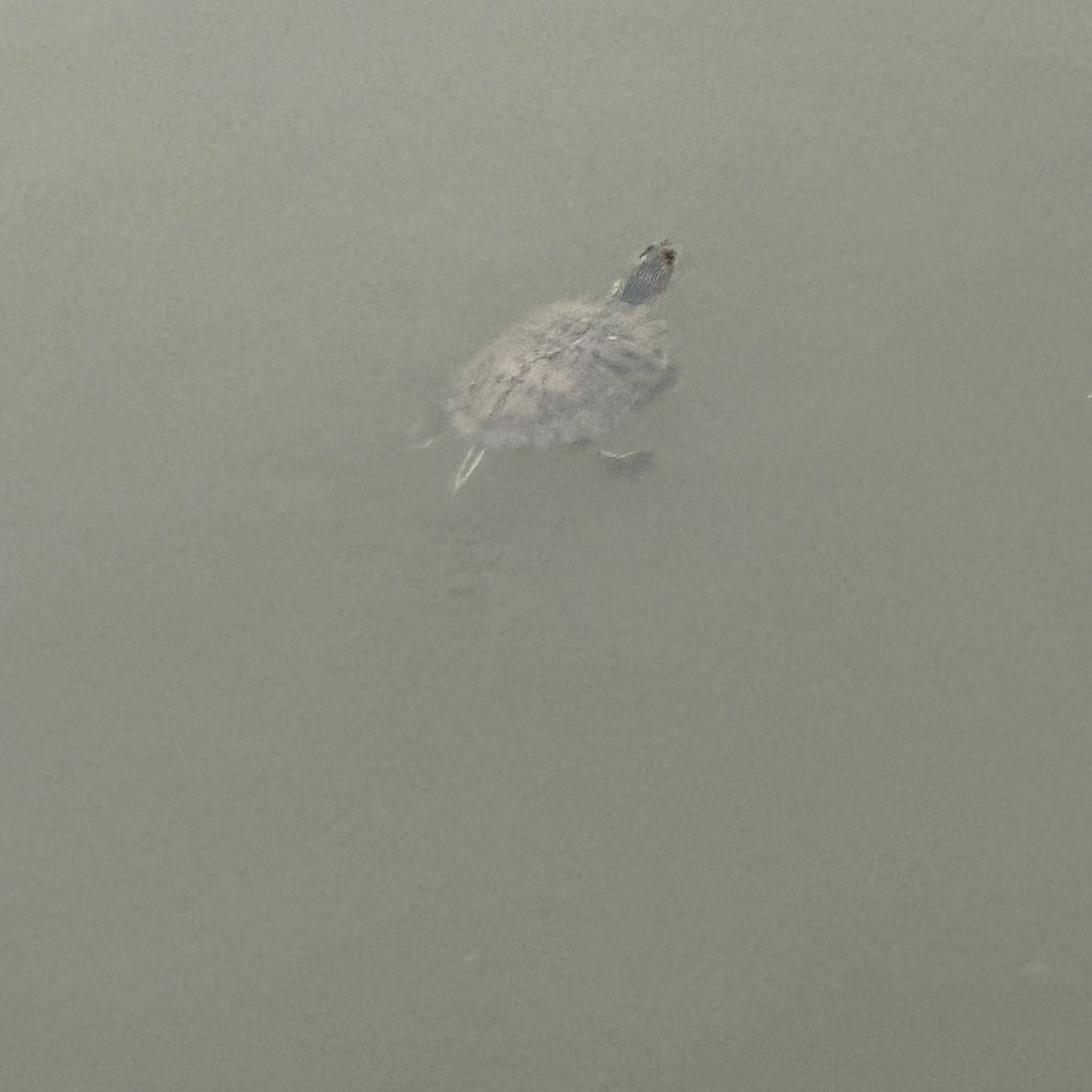 A turtle saying hi! A turtle saying hi!