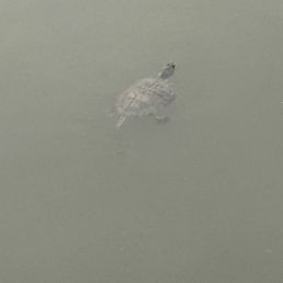 A turtle saying hi! A turtle saying hi!