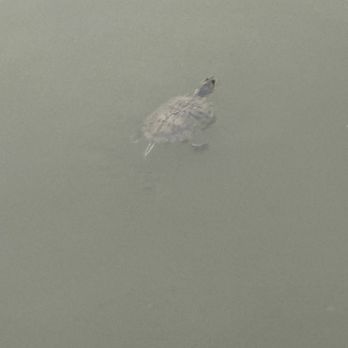 The Anchor On Eagle Mountain Lake - A turtle saying hi! - Sports Bars Near Me - Saginaw, Texas The Anchor On Eagle Mountain Lake - A turtle saying hi! - Sports Bars Near Me - Saginaw, Texas
