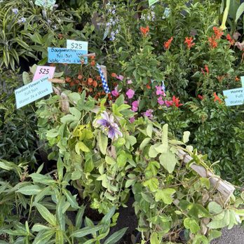 Pinecrest Garden - Farmers Market - Plants - Farmers Market Near Me - Miami, Florida Pinecrest Garden - Farmers Market - Plants - Farmers Market Near Me - Miami, Florida