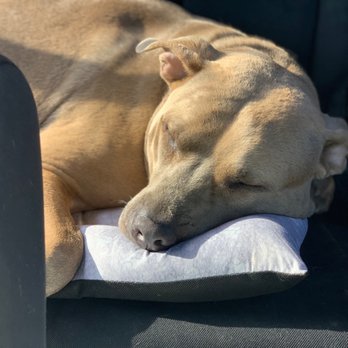 Canine Retreat - My boy sleepy after a fun day at daycare - Pet Boarding Near Me - Harbor City, California Canine Retreat - My boy sleepy after a fun day at daycare - Pet Boarding Near Me - Harbor City, California