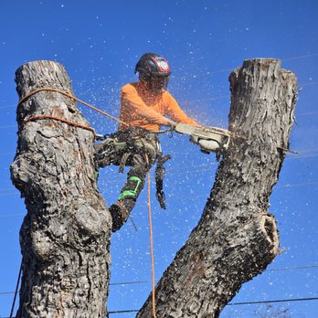 Erick Tree Services - Mastering the Heights!
Meet our expert climbers--the true heroes of tree care! - Tree Services Near Me Erick Tree Services - Mastering the Heights!
Meet our expert climbers--the true heroes of tree care! - Tree Services Near Me