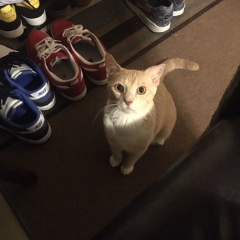 Dogs for Humanity - Our needy cat Jupiter got all the affection he needed - Dog Walkers Near Me